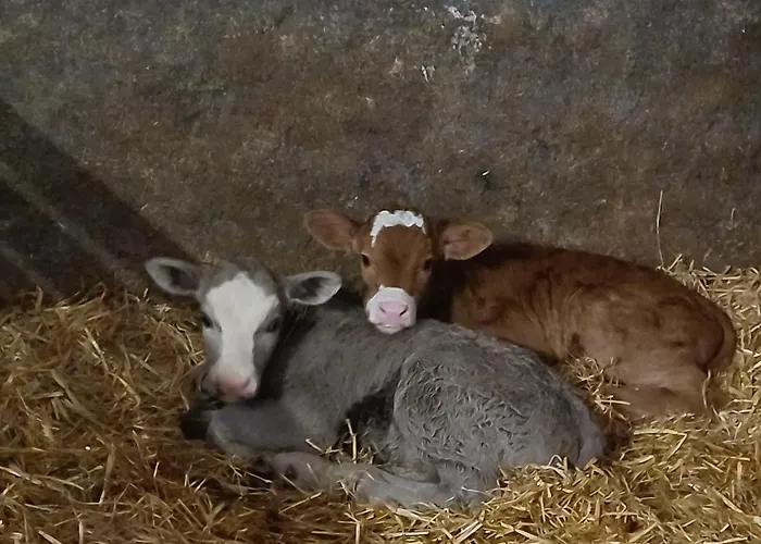 Maison d'hôtes Haus Hermes Kirchhundem